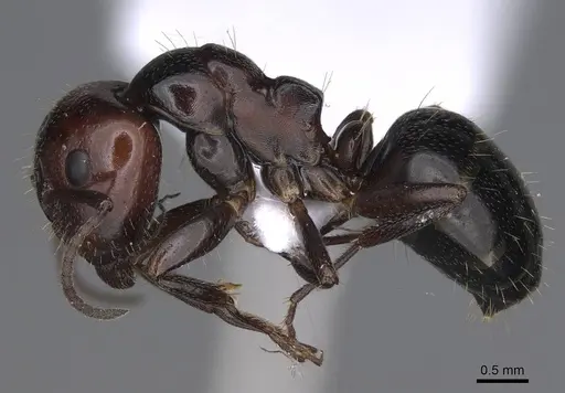Camponotus lateralis specimen CASENT0914267 image casent0914267_3