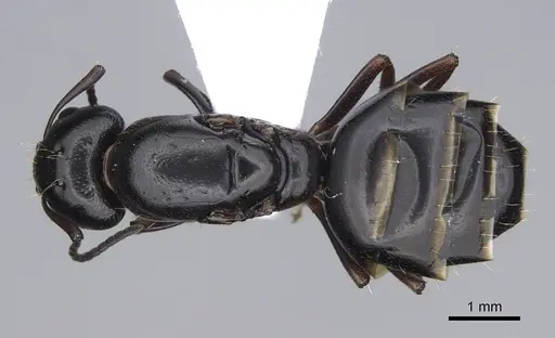 Camponotus lateralis specimen CASENT0914268 image casent0914268_1