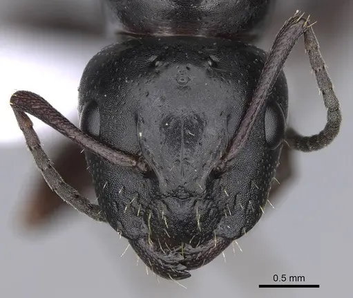 Camponotus lateralis specimen CASENT0914268 image casent0914268_2