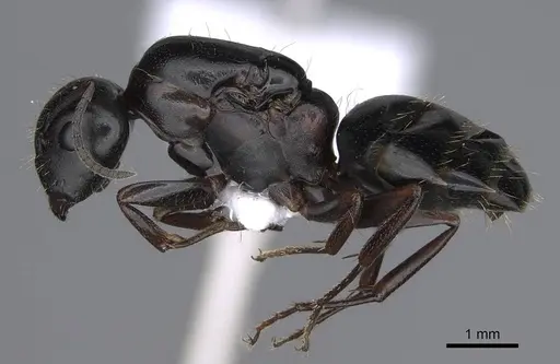Camponotus lateralis specimen CASENT0914268 image casent0914268_3