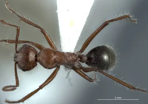 Camponotus leae specimen ANTWEB1041145 image antweb1041145_1