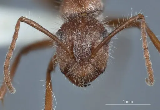 Camponotus leae specimen ANTWEB1041145 image antweb1041145_2
