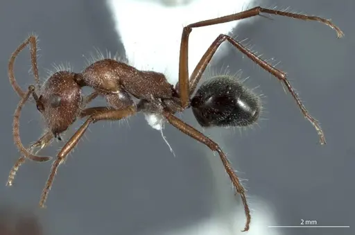 Camponotus leae specimen ANTWEB1041145 image antweb1041145_3