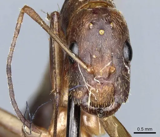 Camponotus leptocephalus specimen CASENT0905503 image casent0905503_2