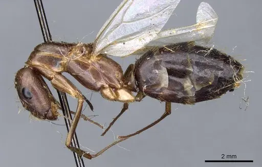 Camponotus leptocephalus specimen CASENT0905503 image casent0905503_3