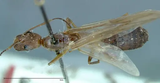 Camponotus leptocephalus specimen FOCOL0116 image focol0116_1