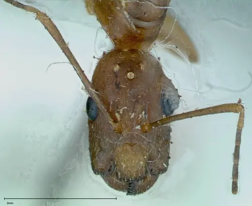 Camponotus leptocephalus specimen FOCOL0116 image focol0116_2