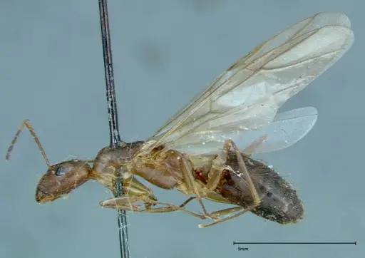 Camponotus leptocephalus specimen FOCOL0116 image focol0116_3