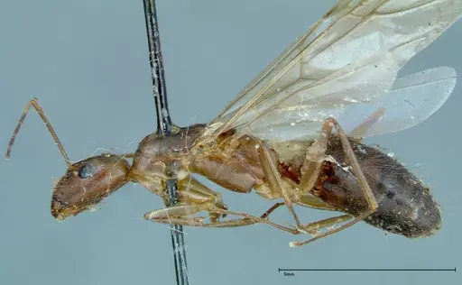 Camponotus leptocephalus specimen FOCOL0116 image focol0116_4