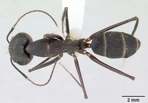 Camponotus lespesii specimen CASENT0173428 image casent0173428_1