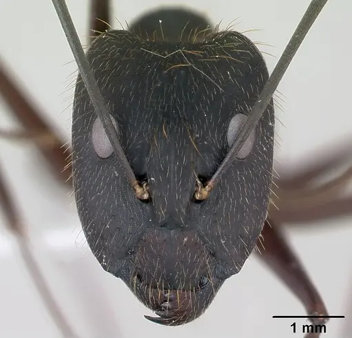 Camponotus lespesii specimen CASENT0173428 image casent0173428_2