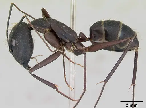 Camponotus lespesii specimen CASENT0173428 image casent0173428_3