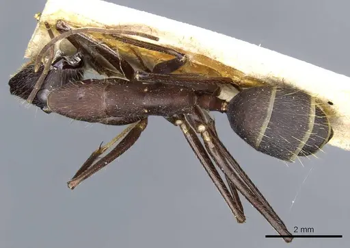 Camponotus lespesii specimen CASENT0905201 image casent0905201_1