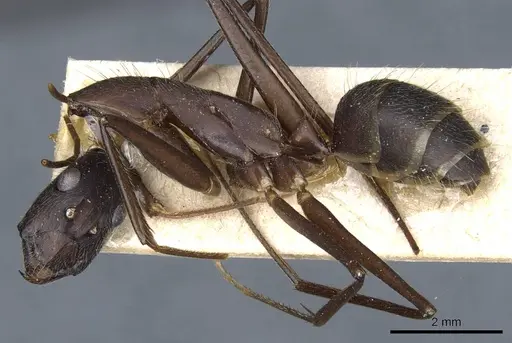 Camponotus lespesii specimen CASENT0905201 image casent0905201_3