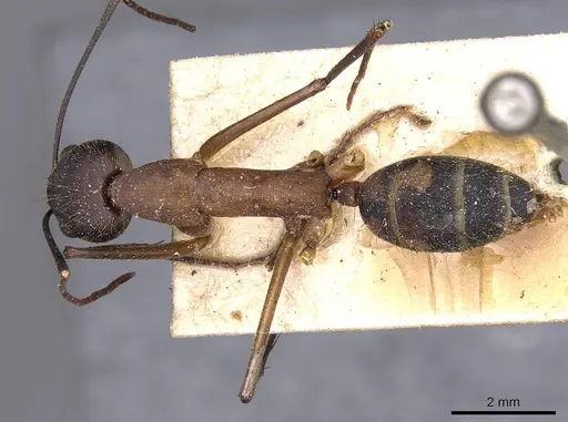 Camponotus lespesii specimen CASENT0910032 image casent0910032_1