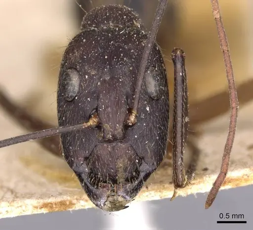 Camponotus lespesii specimen CASENT0910032 image casent0910032_2