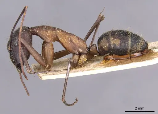 Camponotus lespesii specimen CASENT0910032 image casent0910032_3