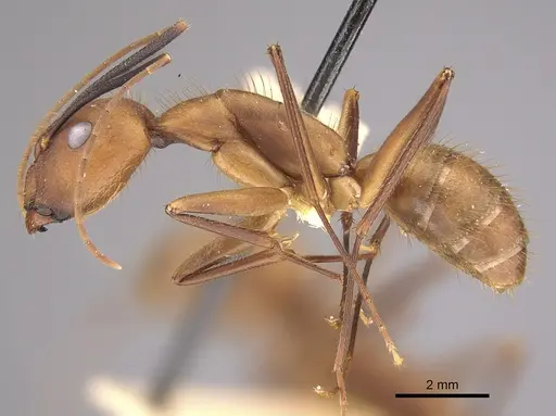 Camponotus lespesii specimen CASENT0923515 image casent0923515_1