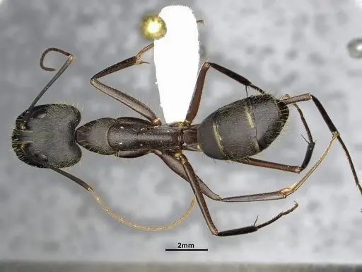 Camponotus lespesii specimen CASENT4032236 image casent4032236_1