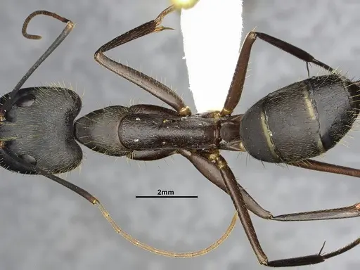Camponotus lespesii specimen CASENT4032236 image casent4032236_2
