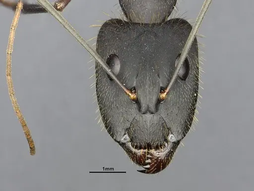 Camponotus lespesii specimen CASENT4032236 image casent4032236_3