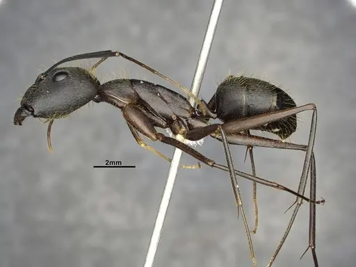 Camponotus lespesii specimen CASENT4032236 image casent4032236_4