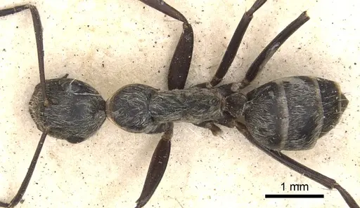 Camponotus leucophaeus specimen CASENT0901911 image casent0901911_1