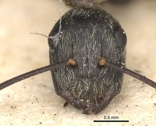Camponotus leucophaeus specimen CASENT0901911 image casent0901911_3