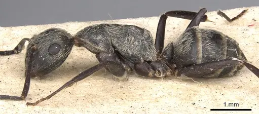 Camponotus leucophaeus specimen CASENT0901911 image casent0901911_4