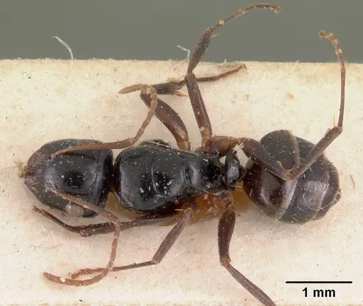 Camponotus leveillei specimen CASENT0102099 image casent0102099_1
