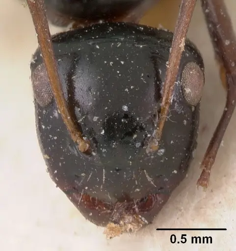 Camponotus leveillei specimen CASENT0102099 image casent0102099_2