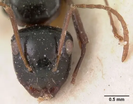 Camponotus leveillei specimen CASENT0102099 image casent0102099_3