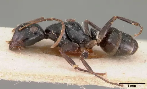 Camponotus leveillei specimen CASENT0102099 image casent0102099_4