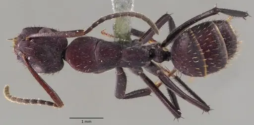 Camponotus leydigi specimen ANTWEB1060149 image antweb1060149_1