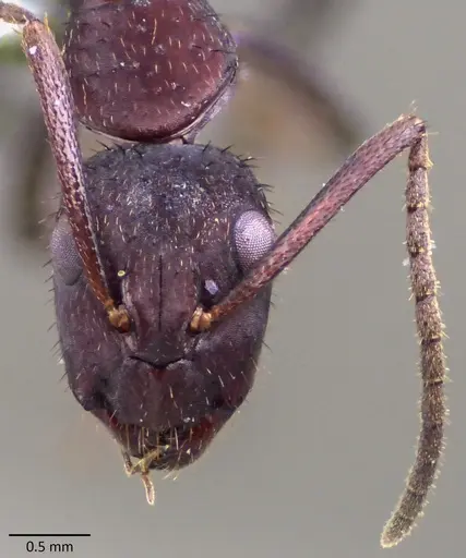 Camponotus leydigi specimen ANTWEB1060149 image antweb1060149_2