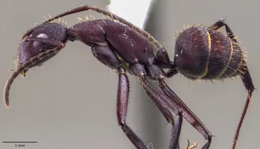 Camponotus leydigi specimen ANTWEB1060149 image antweb1060149_3