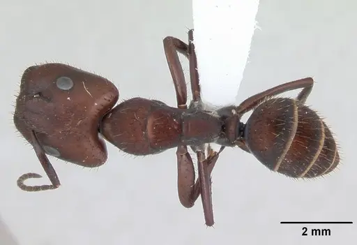 Camponotus leydigi specimen CASENT0173429 image casent0173429_1