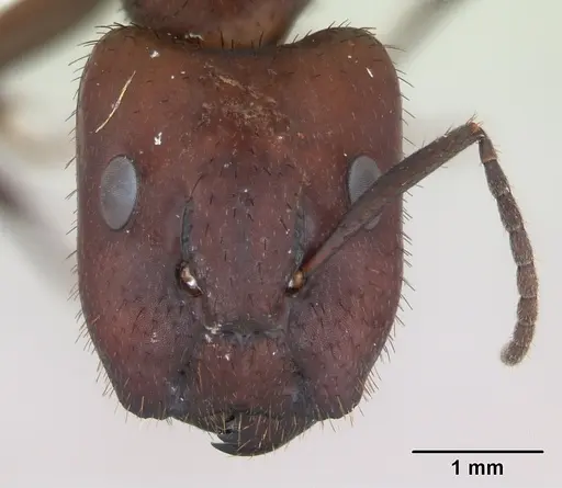Camponotus leydigi specimen CASENT0173429 image casent0173429_2