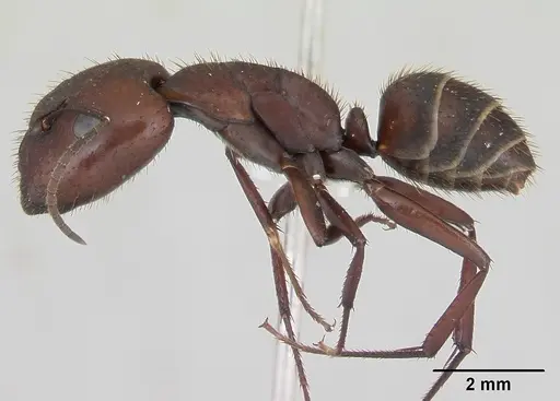 Camponotus leydigi specimen CASENT0173429 image casent0173429_3