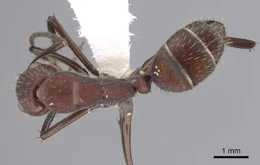 Camponotus leydigi specimen CASENT0249344 image casent0249344_1