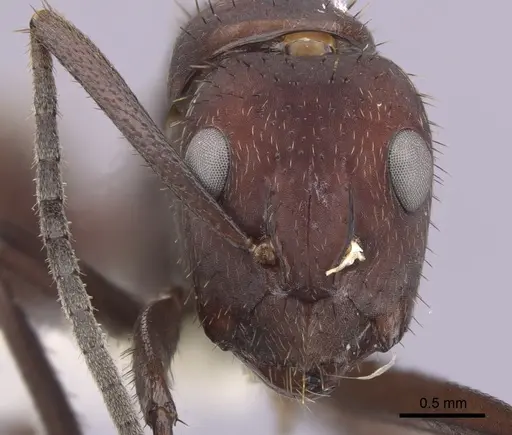 Camponotus leydigi specimen CASENT0249344 image casent0249344_2