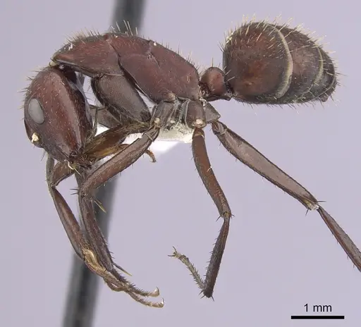 Camponotus leydigi specimen CASENT0249344 image casent0249344_3