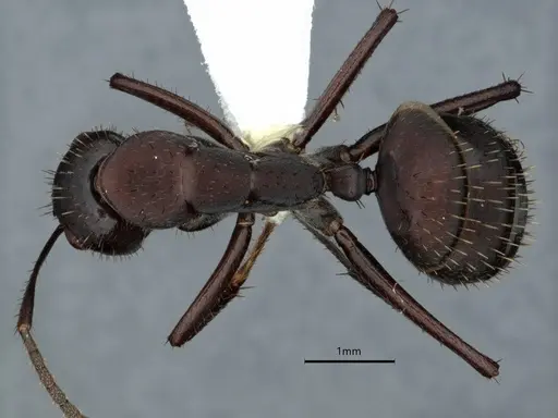Camponotus leydigi specimen CASENT0863033 image casent0863033_1