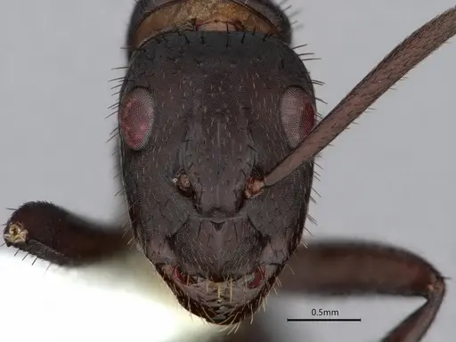Camponotus leydigi specimen CASENT0863033 image casent0863033_2