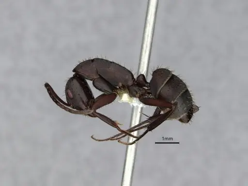 Camponotus leydigi specimen CASENT0863033 image casent0863033_3