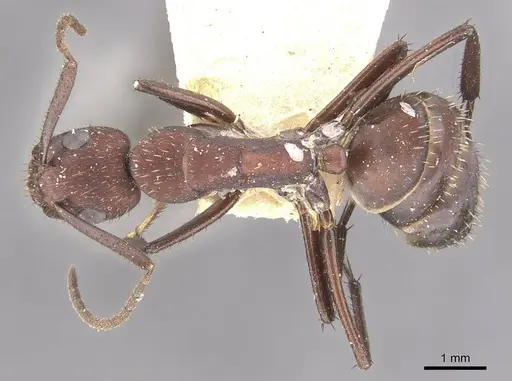 Camponotus leydigi specimen CASENT0910625 image casent0910625_1