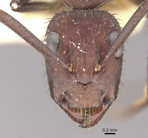 Camponotus leydigi specimen CASENT0910625 image casent0910625_2