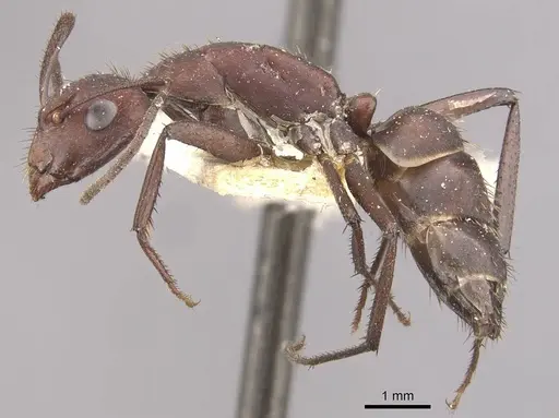 Camponotus leydigi specimen CASENT0910625 image casent0910625_3