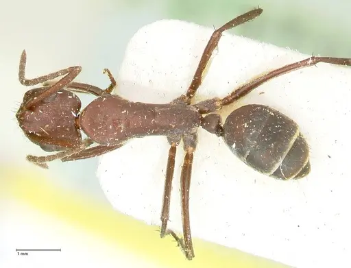 Camponotus leydigi specimen FOCOL2352 image focol2352_1