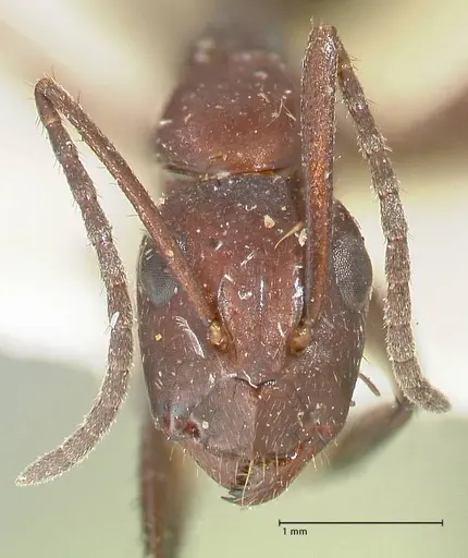Camponotus leydigi specimen FOCOL2352 image focol2352_2